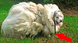 Dog's Unexpected Haircut Reveals Dog's True Identity
