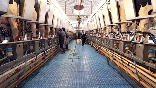 Virtual Dairy Farm Tour: Milking