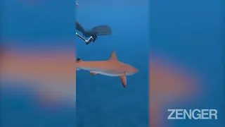 BITE OF LUNCH: Sneaky Shark Tries To Steal Divers Fish