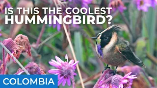 Is This Colombia's Coolest Hummingbird? | Colombia Episode 3 | Field Guides