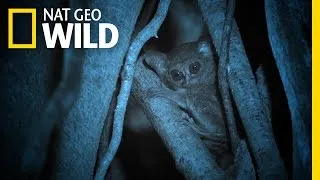 The Cutest Little Predator | Wild Indonesia