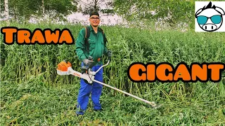 Kosa stihl fs 491 c / koszenie ogromnej trawy!!