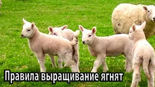 Правила выращивание ягнят