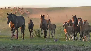 Табун Ахметдина в августе.