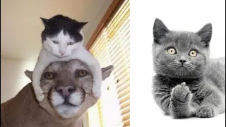 Funny Cat 🐱 Cute And Funny Cat Videos To Keep You Smiling