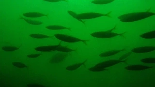 Between Ferries: Fish under Manly Wharf in Sydney Harbour