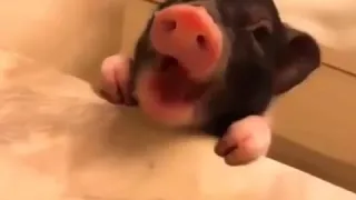 Pig eating breakfast