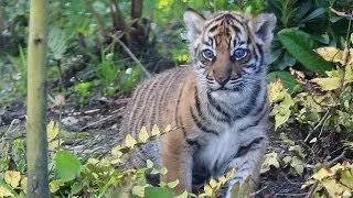 Tiger cubs explore outside for the first time
