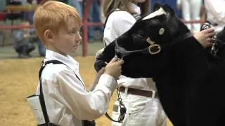 FFA & 4-H Students Show Skills At Junior National Livestock Show