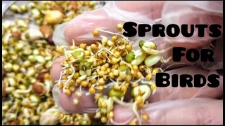 How to grow sprouts for budgies  || birds..🌱🌱