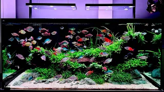 Rainbow Brilliance: A Freshwater Paradise #aquarium #tropicalfish #aquacape #plants #fish