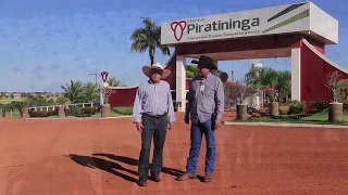 Fazenda Nova Piratininga desmama de 17.500 bezerros