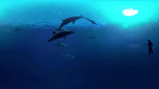 Dolphins 360° 4K