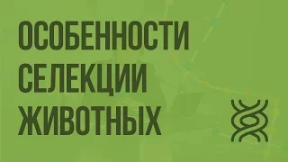 Особенности cелекции животных. Видеоурок по биологии 9 класс