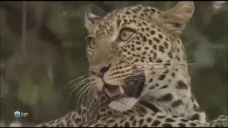 Семья леопарда Дом дикой кошки Безопасное место саванны В поисках пищи Инстинкт выживания котят