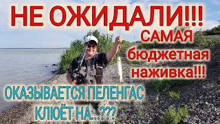 Ейск🌹А на что клюет пеленгас???Бюджетная, доступная наживка Рыбачим на Азовском море. Цветы и вишни.