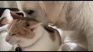 Любовь собаки и кошки ❤️