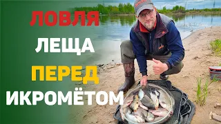 ловля леща перед икрометом