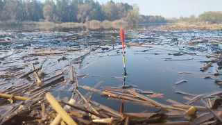 РИБИ ПОВНО! Клює аж гай гуде. Рибалка весною на поплавок 2024