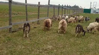 Моё Хозяйство/Весенний Выпас/Детёныши/Звери Едят Траву/#goat #goats #farmer