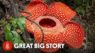 Growing the World's Largest Flower