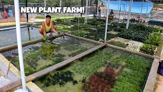 NEW AQUARIUM PLANT FARM in SINGAPORE!!