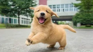 Funniest & Cutest Golden Retriever Puppies - 30 Minutes of Funny Puppy Videos 2022 #13