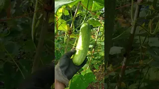 Mastering Cucumber Gardening: From Seed to Harvest | Ultimate Guide"
