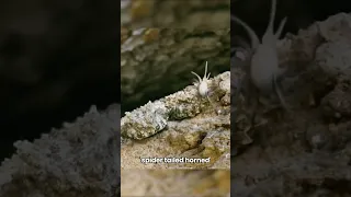 This Snake has a FAKE Spider-like Tail 🐍🕷 (watch till the end)