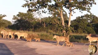 Are There Only FOUR Cubs Left In The Satara Lion Pride Of Casper The White Lion And Brothers?