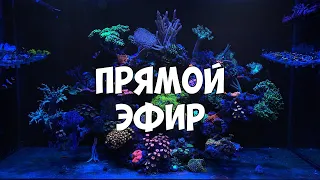 Мой морской аквариум | Вопрос/Ответ
