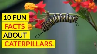 10 Fun Facts About Caterpillars