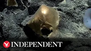 Scientists find mysterious golden egg at bottom of ocean