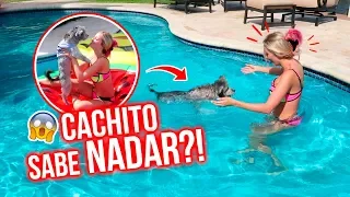 MI PERRO REACCIONA A LA PISCINA! 🐶💦 NO SABE NADAR?!😱 | Katie Angel