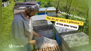 4.05.2024. Огляд сімей на наявність меду з ріпака. Два точки