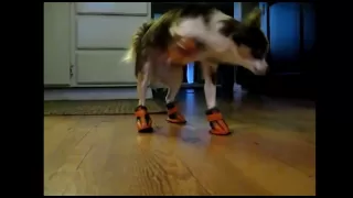 Dogs in Boots Compilation