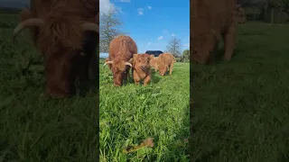 My Highland Cow Babies