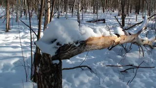 Посещаемость солонца .