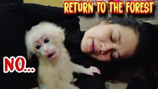 Should baby Kiti monkeys be returned to the wild???