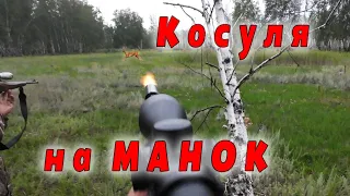 Косули сбежались на манок. Охота во время гона