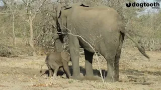 Newborn Elephant Struggles to Suckle as Mum Protects It From Predators || Dogtooth Media