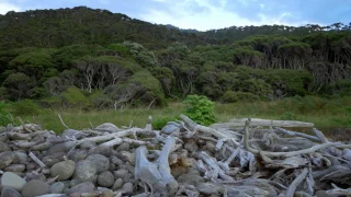 Little Barrier Island - New Zealand's Ark