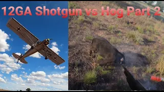 12GA Shotgun vs Hog Part 2