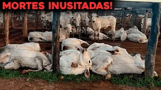 80 VACAS MORREM EM CURRAL DE FORMA ASSUSTADORA