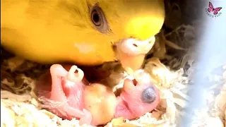 Budgie Mom Feeding Baby || Budgie Chick Feeding || Lutino Budgie Mouthfeeding Baby