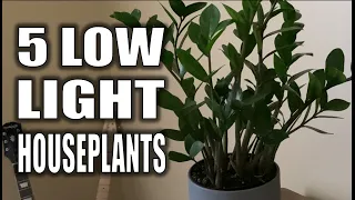 Best Low Light Easy Houseplants