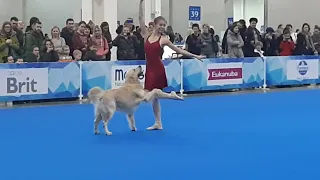 Танцы с собаками. Зырянова Гелена и голден Марс. Кармен. Евразия 2019