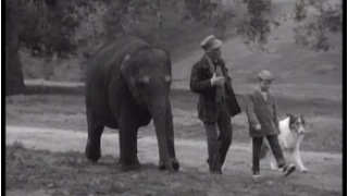 Lassie - Episode #290 - "The Elephant Sitters" - Season 8 Ep.35  - 05/20/1962