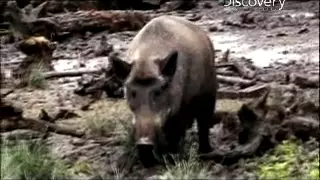 Pig Bomb - Hog Hunting