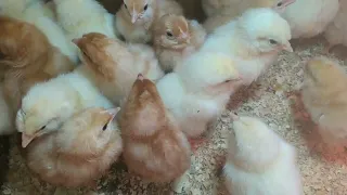 Легко узнать где курочка, а где петух 🐓.